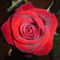 DSC00079