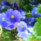 DSC00401