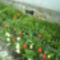 DSC00410