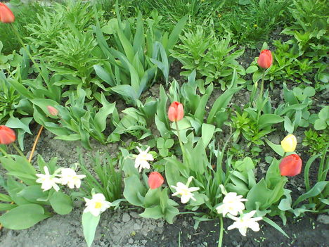 DSC00411