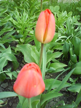 DSC00414