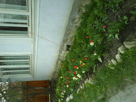DSC00454