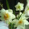 DSC00460