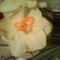 DSC00517
