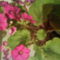 DSC00519