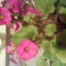 DSC00520