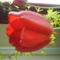 DSC00524