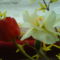 DSC00529