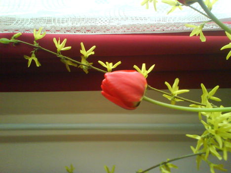 DSC00530