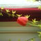 DSC00530