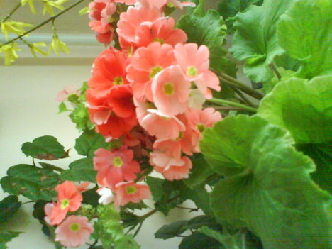 DSC00531