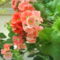 DSC00531
