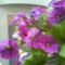 DSC00532