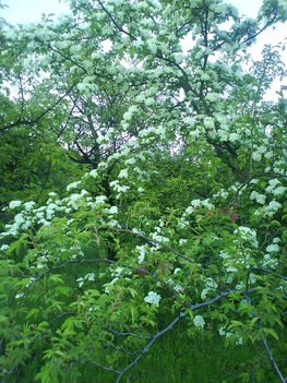 DSC00762