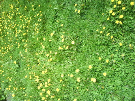 DSC00799