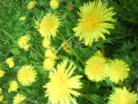 DSC00800