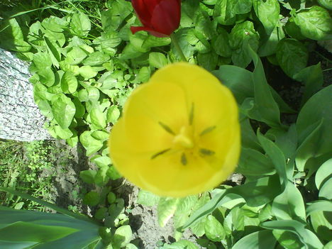 DSC00801