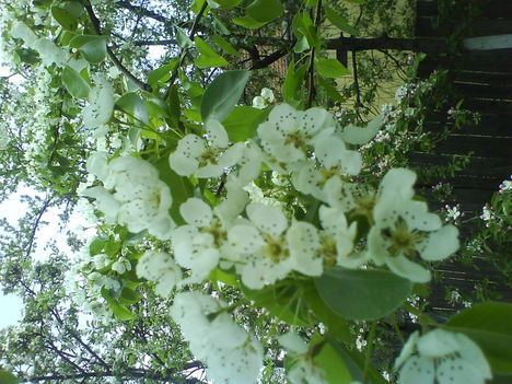 DSC00805