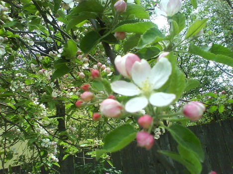 DSC00807