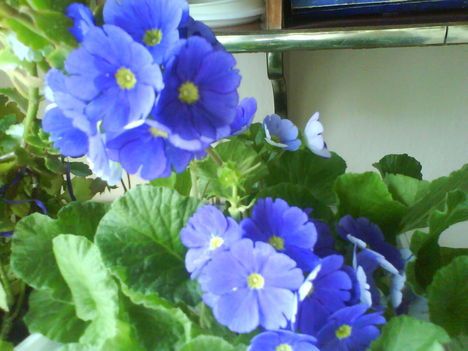 DSC00809