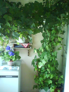 DSC00811