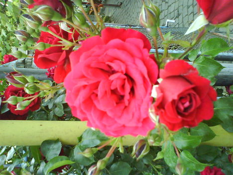 DSC00832