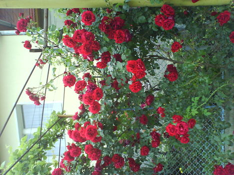 DSC00833