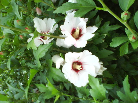 DSC01035