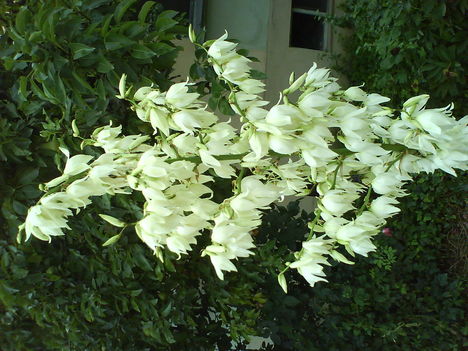 DSC01038