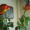 DSC02108