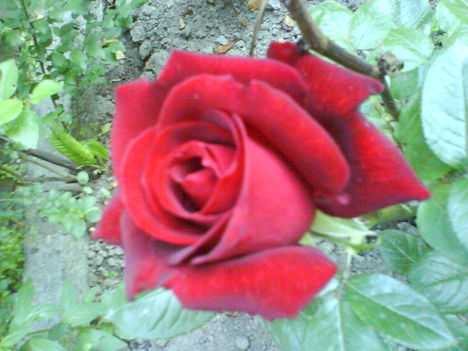 DSC02420