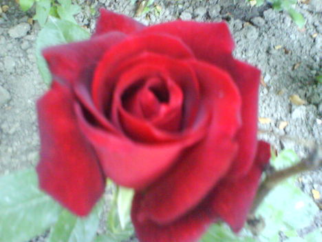 DSC02421