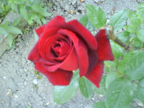 DSC02422