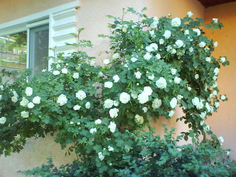 DSC02423