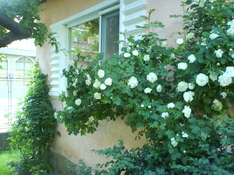 DSC02424