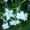 DSC02440