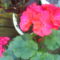 DSC02441