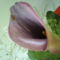 DSC02474
