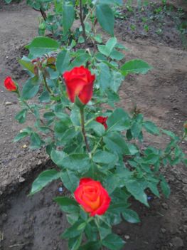 Még gyerkőc rózsa