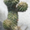  007 kaktusz