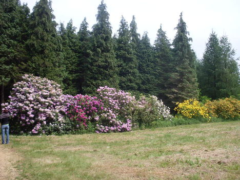 fenyő és rhododendron