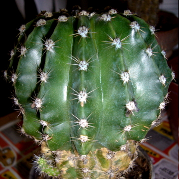  kaktusza  005