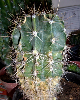  kaktusza  010
