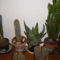 kaktuszok3