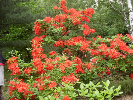 piros rhododendron 