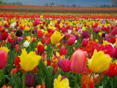 tulipános