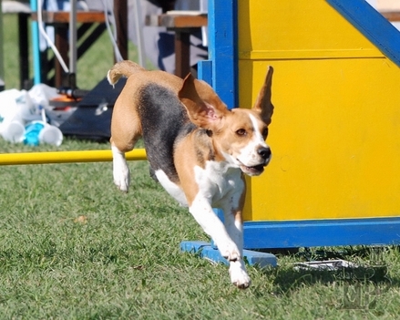 Agility versenyen