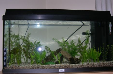 Új növényes aqváriumom!