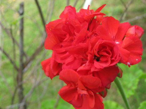 Piros rózsabokor virága