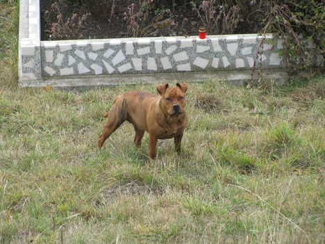 Picture 037